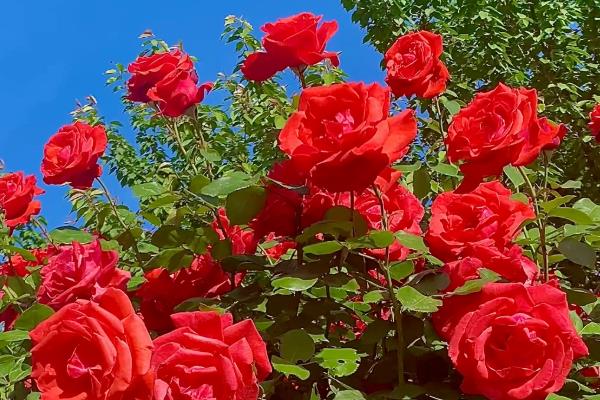 玫瑰的花语大全，不同颜色的花语不同