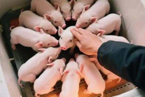 新生仔猪粪便不通畅怎么处理，可往直肠内灌注肥皂水