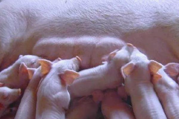新生仔猪粪便不通畅怎么处理，可往直肠内灌注肥皂水