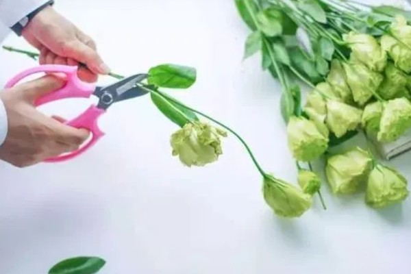 洋桔梗鲜切花怎么养护，每隔2天换一次水