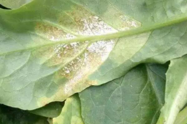 油麦菜的病害及防治方法，有霜霉病、灰霉病等