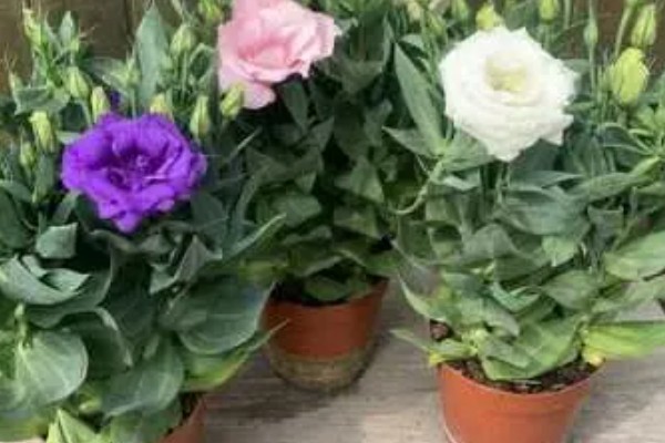 洋桔梗鲜切花怎么养护，每隔2天换一次水