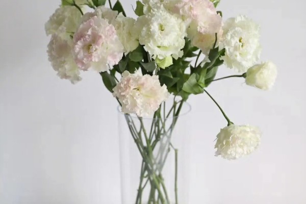 洋桔梗鲜切花怎么养护，每隔2天换一次水