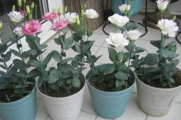 洋桔梗鲜切花怎么养护，每隔2天换一次水