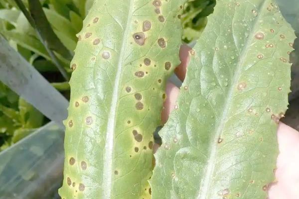 油麦菜的病害及防治方法，有霜霉病、灰霉病等