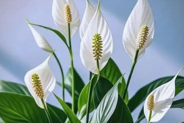 白掌花变绿如何解决，光照过多可以将它放在荫蔽处