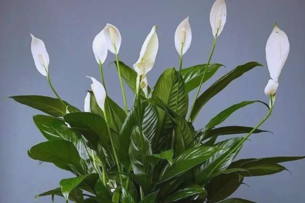 白掌花变绿如何解决，光照过多可以将它放在荫蔽处
