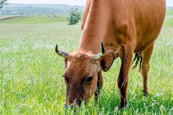 牛的网胃所处位置，位于瘤胃前部