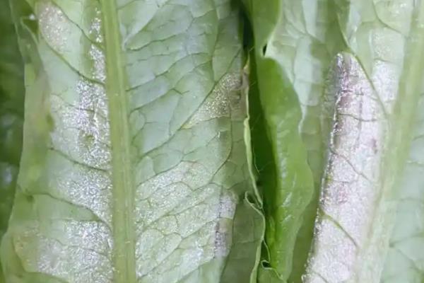 油麦菜的病害及防治方法，有霜霉病、灰霉病等