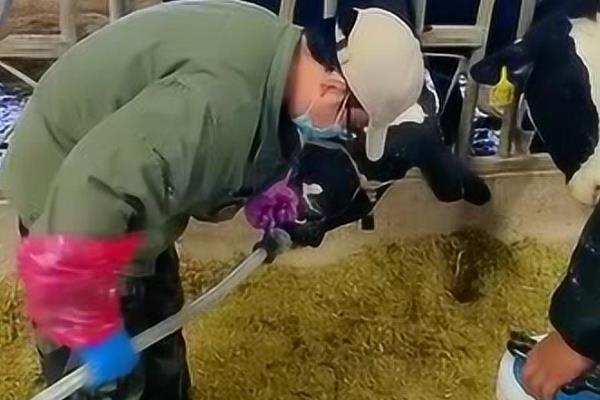 牛的网胃所处位置，位于瘤胃前部