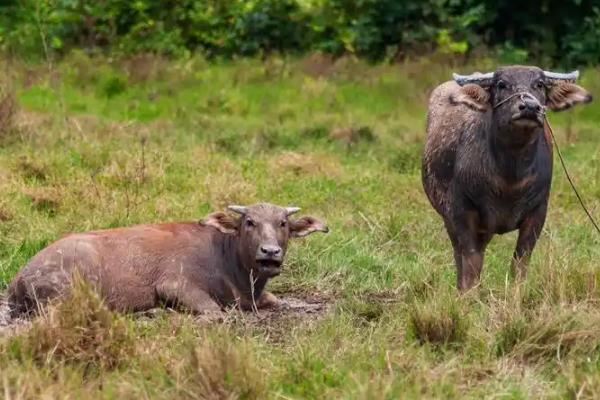 牛的网胃所处位置，位于瘤胃前部