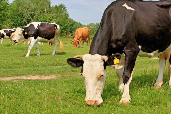 牛的网胃所处位置，位于瘤胃前部