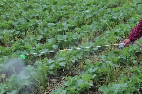 油麦菜的病害及防治方法，有霜霉病、灰霉病等