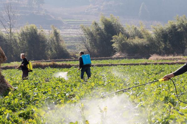 油麦菜的病害及防治方法，有霜霉病、灰霉病等