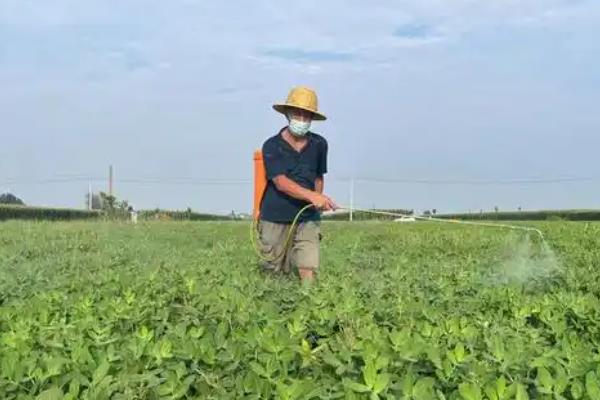 油麦菜的病害及防治方法，有霜霉病、灰霉病等