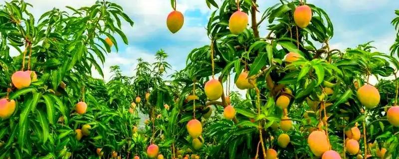 芒果树的种植要点，春秋季节每周浇水2-3次