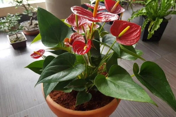 红掌适合养在室内吗，适合在屋内养殖的