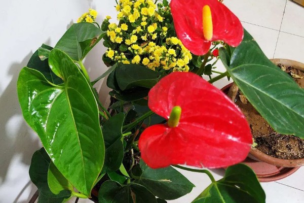 红掌适合养在室内吗，适合在屋内养殖的