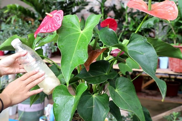 红掌适合养在室内吗，适合在屋内养殖的