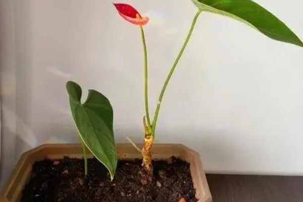 红掌适合养在室内吗，适合在屋内养殖的