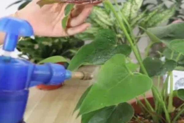 红掌适合养在室内吗，适合在屋内养殖的