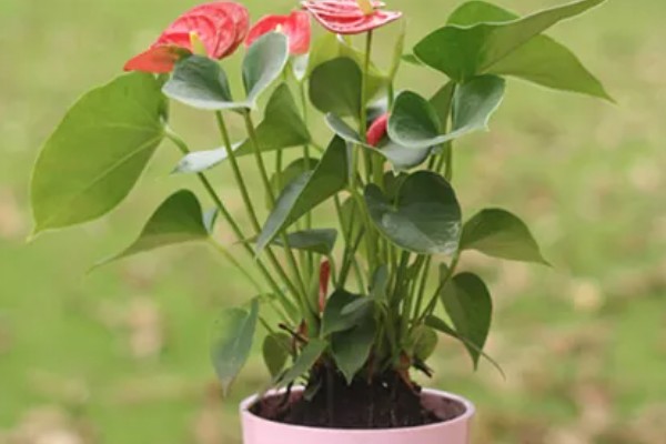 红掌适合养在室内吗，适合在屋内养殖的