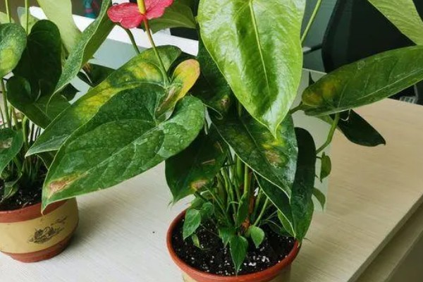 红掌适合养在室内吗，适合在屋内养殖的