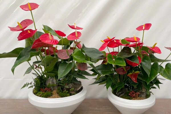 红掌适合养在室内吗，适合在屋内养殖的