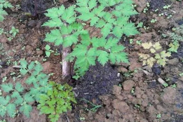 当归早期抽薹怎么防治，后期增施氮肥可抑制抽薹开花