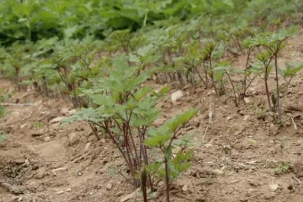 当归早期抽薹怎么防治，后期增施氮肥可抑制抽薹开花