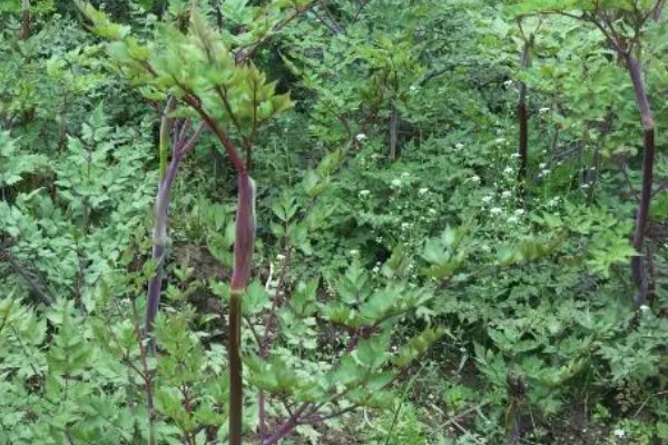 当归早期抽薹怎么防治，后期增施氮肥可抑制抽薹开花