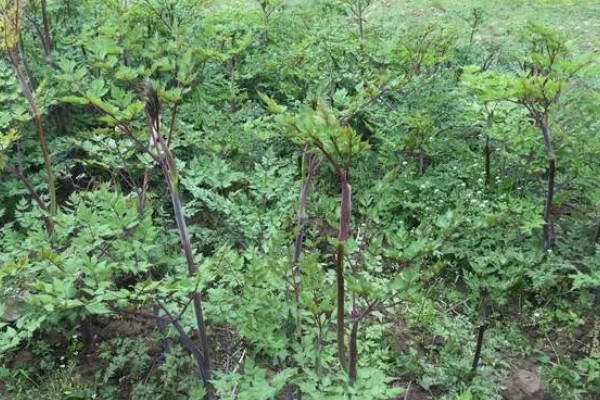 当归早期抽薹怎么防治，后期增施氮肥可抑制抽薹开花
