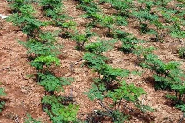 当归早期抽薹怎么防治，后期增施氮肥可抑制抽薹开花