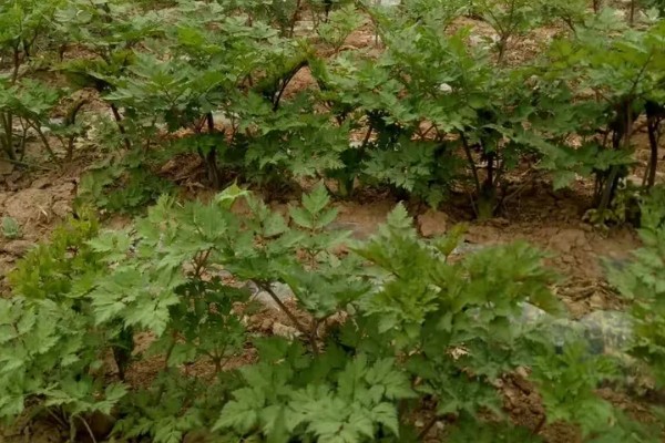 当归早期抽薹怎么防治，后期增施氮肥可抑制抽薹开花