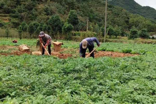 当归早期抽薹怎么防治，后期增施氮肥可抑制抽薹开花
