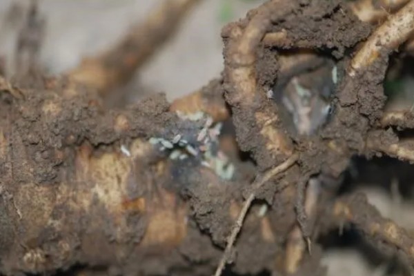 当归早期抽薹怎么防治，后期增施氮肥可抑制抽薹开花