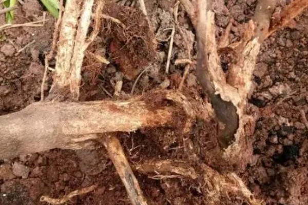 当归早期抽薹怎么防治，后期增施氮肥可抑制抽薹开花