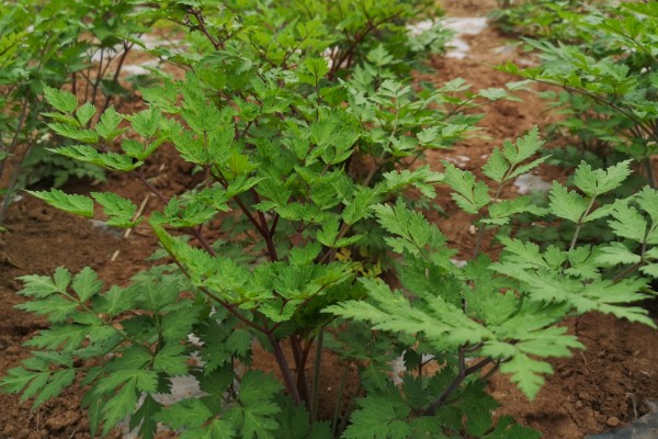 当归早期抽薹怎么防治，后期增施氮肥可抑制抽薹开花