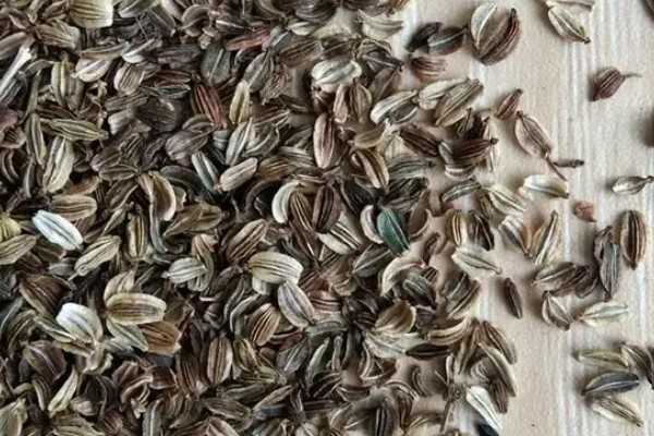 当归早期抽薹怎么防治，后期增施氮肥可抑制抽薹开花