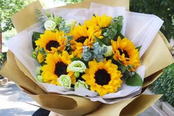 七朵向日葵有什么花语,代表沉默的爱、太阳光辉、忠诚的爱