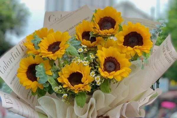 七朵向日葵有什么花语,代表沉默的爱、太阳光辉、忠诚的爱