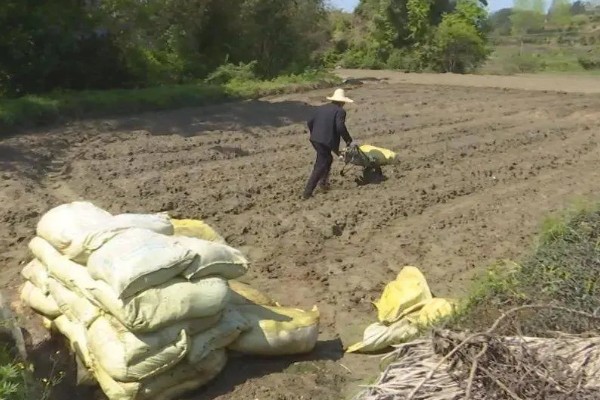 一个红薯要育多少苗，可以培育出两到三根红薯苗