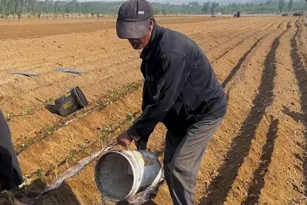 一个红薯要育多少苗，可以培育出两到三根红薯苗