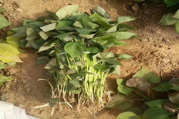 一个红薯要育多少苗，可以培育出两到三根红薯苗