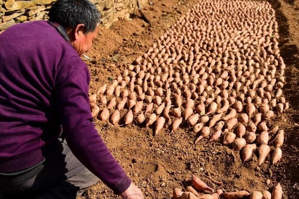 一个红薯要育多少苗，可以培育出两到三根红薯苗