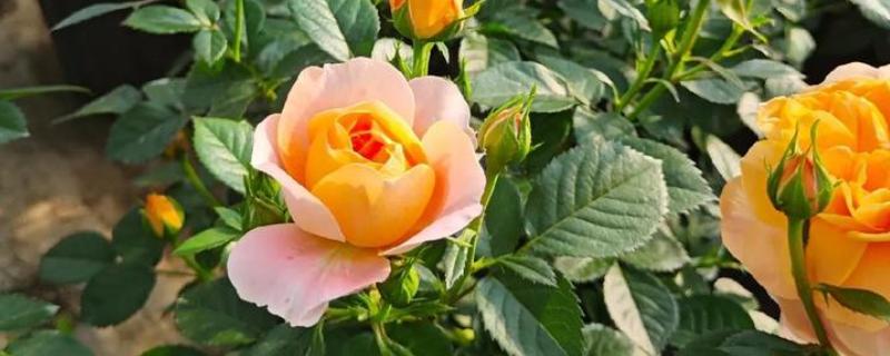 地栽欧月冬季如何养护，每天让它接受7-9小时的光照