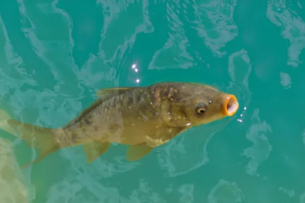 鲤鱼可以活多少年，有些可以活100年左右