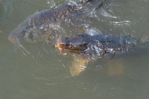 鲤鱼可以活多少年，有些可以活100年左右