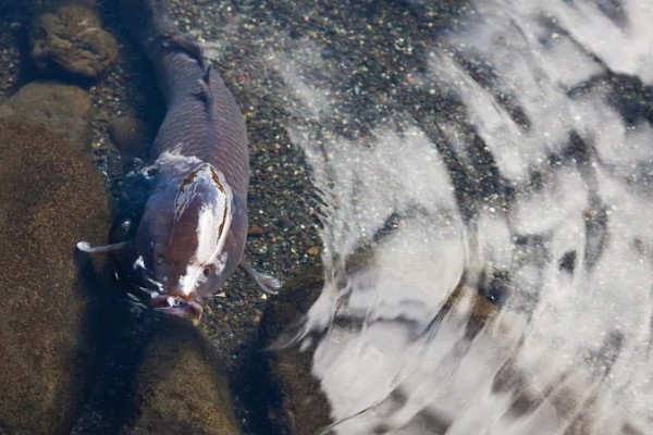 鲤鱼可以活多少年，有些可以活100年左右