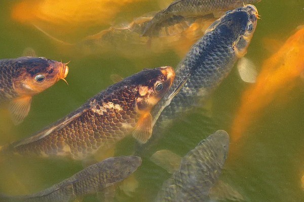 鲤鱼可以活多少年，有些可以活100年左右
